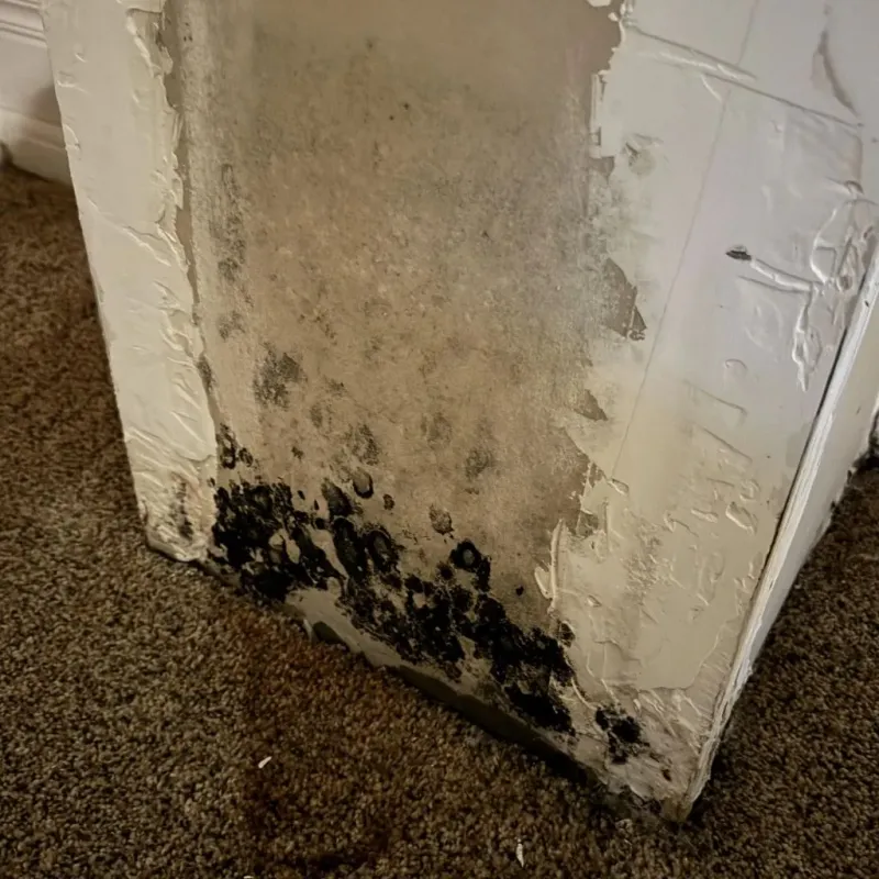 Professional Mold Removal in Fountain, CO